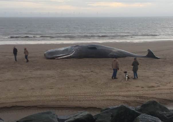 Coastguard rescue teams and East Lindsey District Council cordoned an area of Skegness beach after thee sperm whales were found washed up on the tide.  Photo by David Dawson.