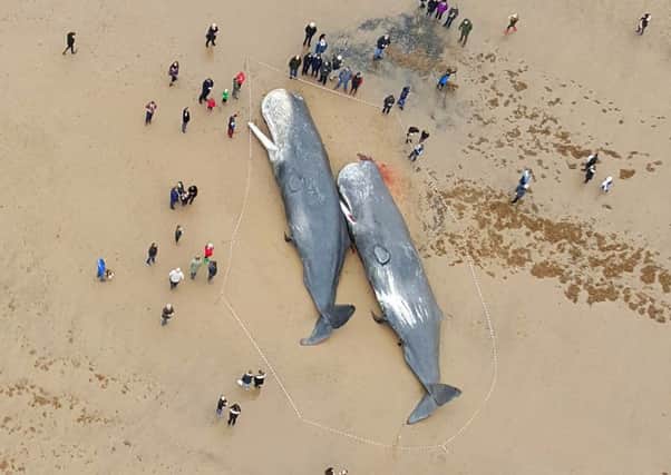 Crowds of onlookers stand outside a cordon to see two sperm whales found washed up on Gibraltar Point beach, near Skegness.  Photo by Lee Swift.