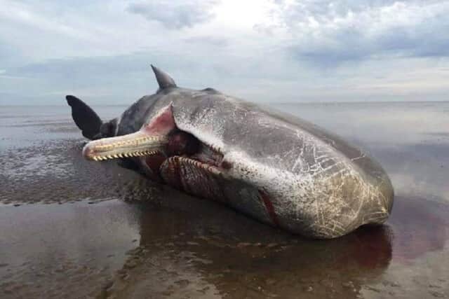 The whale believed to be in Friskney. gDhr4snZLzpzgeGl6Gsl
