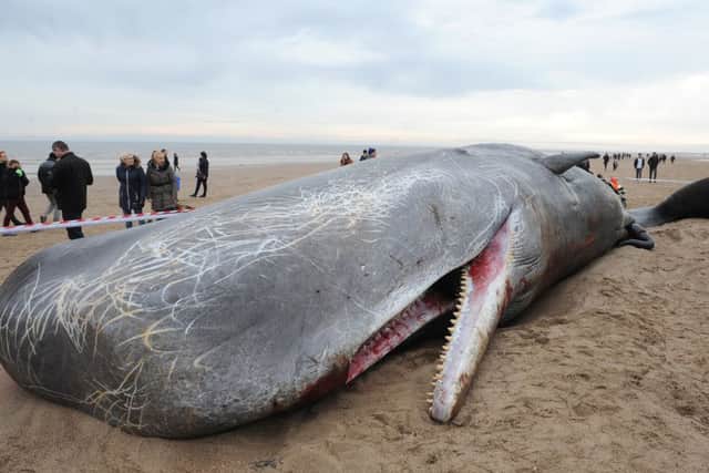 Sperm whales washed up on Skegness beach.