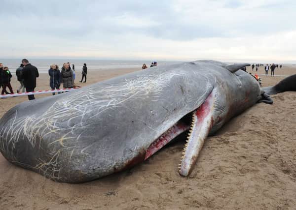 Sperm whales washed up on Skegness beach.