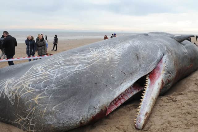 Sperm whales washed up on Skegness beach.