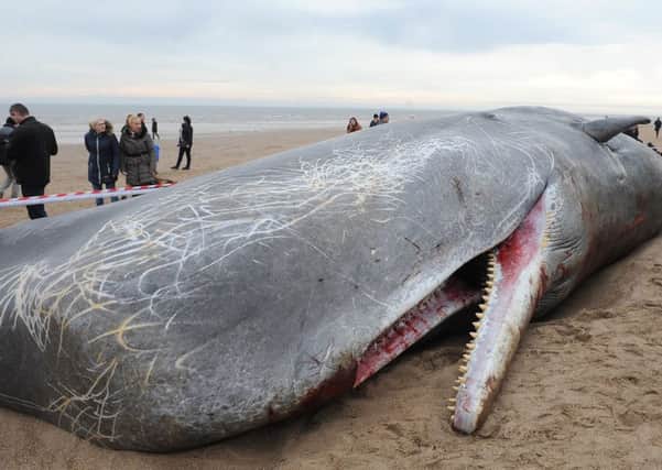 Sperm whales washed up on Skegness beach.