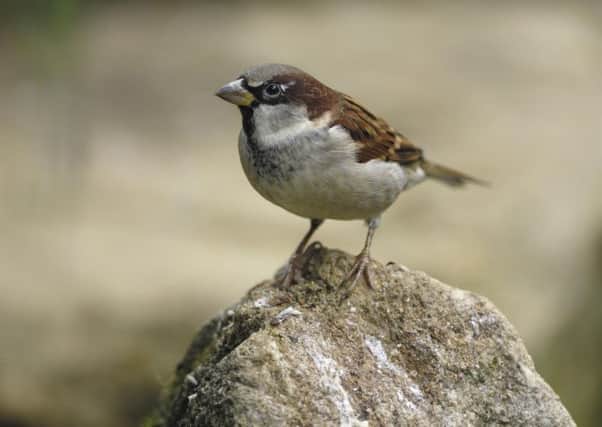 The house sparrow - will it still be top of teh tree in gardens this year? Photo: Ray Kennedy (rspb-images.com) EMN-160127-100743001