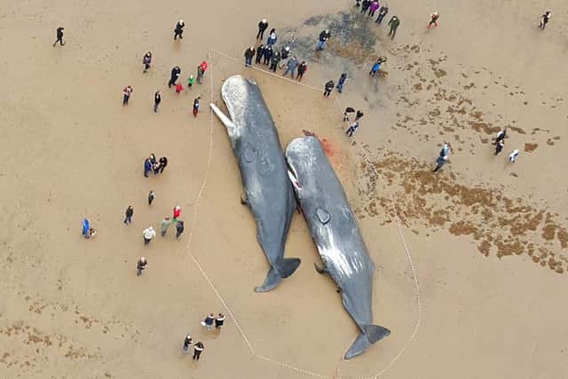 Crowds of onlookers stand outside a cordon to see two sperm whales found washed up on Gibraltar Point beach, near Skegness. Photo by Lee Swift. ANL-160124-182828001 ANL-160124-182828001