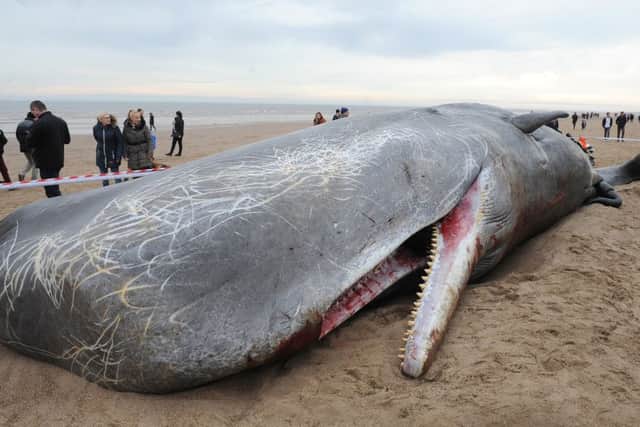 Sperm whales washed up on Skegness beach.