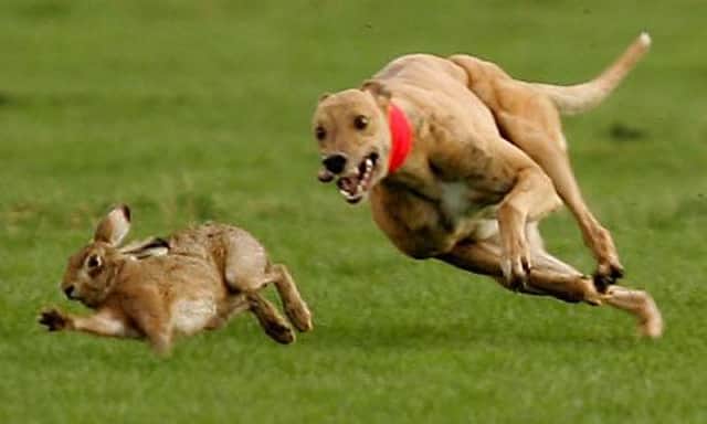 Hare coursing ANL-160401-095543001