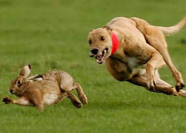 Hare coursing EMN-160102-123259001