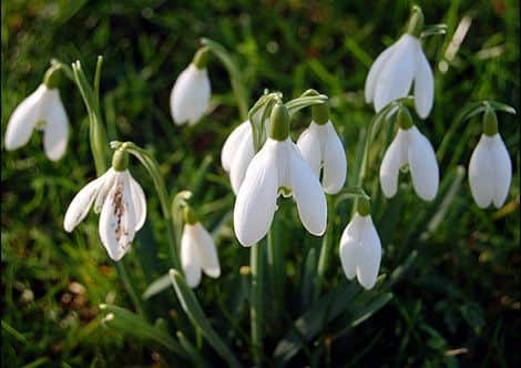 Snowdrop Sunday at Hackthorn EMN-160202-070115001