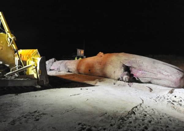 A whale being removed from Skegness beach. ANL-160202-151913001