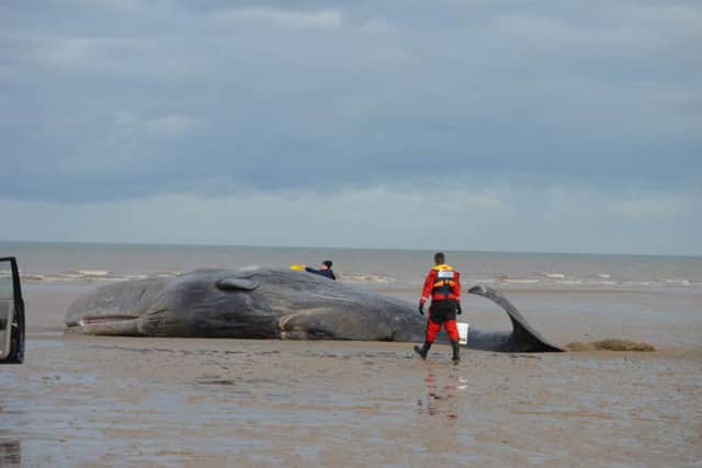 Hunstanton whale ANL-160402-113352001