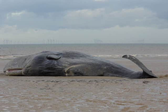 The sixth beached whale at Hunstanton last week - Maria Rix ANL-160502-153754001