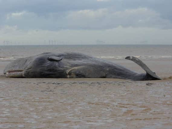 The sixth beached whale at Hunstanton last week - Maria Rix ANL-160502-153754001
