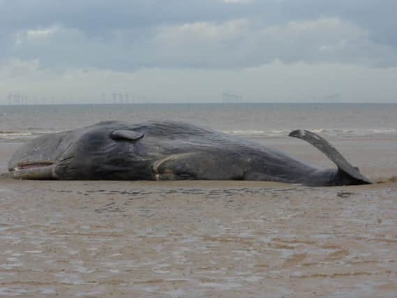 The sixth beached whale at Hunstanton last week -  Maria Rix ANL-160502-153754001