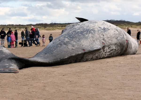 Dead whale at Old Hunstanton beach ANL-160802-082933009