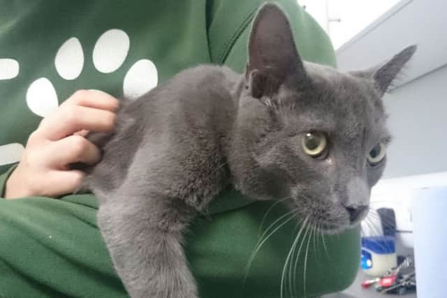 The young cat was reportedly 'dumped' in the road by a van.