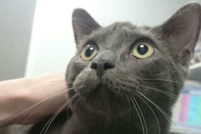 Do you have any information about 'Ash' the cat?