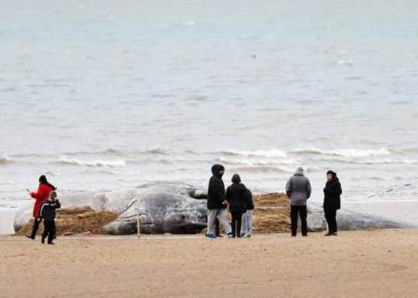 One of the many whales to have washed up on the east coast of England - Photo: PA