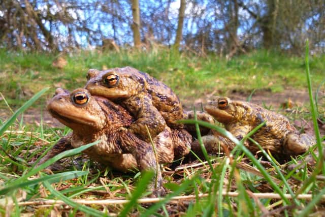 The spring toad migration is due to begin shortly EMN-160216-132339001