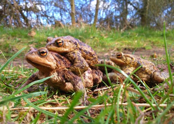 The spring toad migration is due to begin shortly EMN-160216-132339001