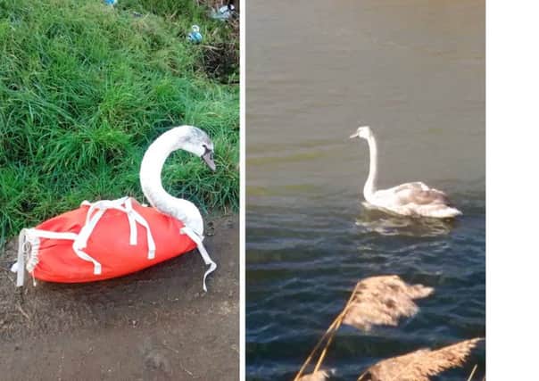 The young swans rescued from the A52 at Hubberts Bridge last month have been successfully released back into the wild.