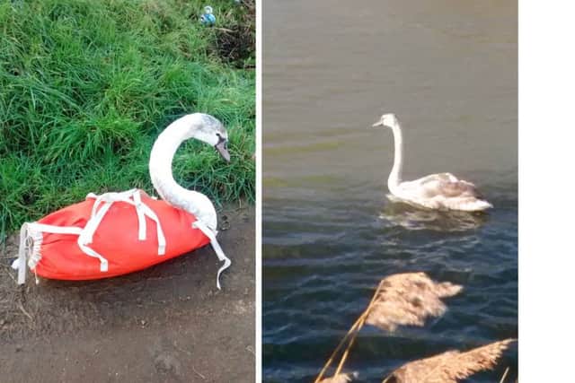 The young swans rescued from the A52 at Hubberts Bridge last month have been successfully released back into the wild.