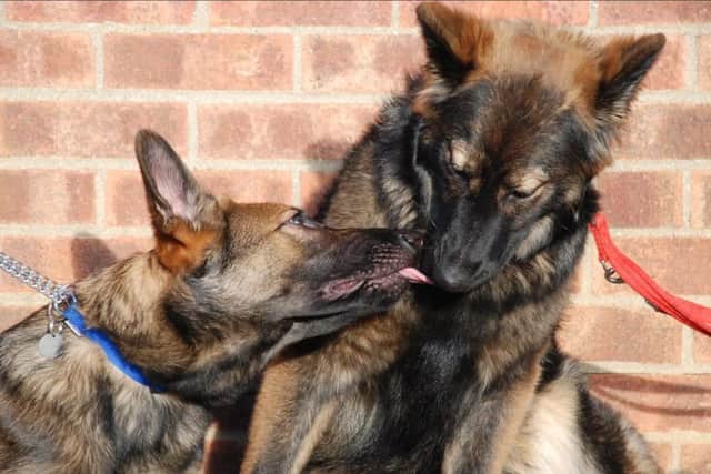 Puppy love - Remo with his mum, Destiny, after their lives were saved by Central German Shepherd Rescue. ANL-160219-111905001