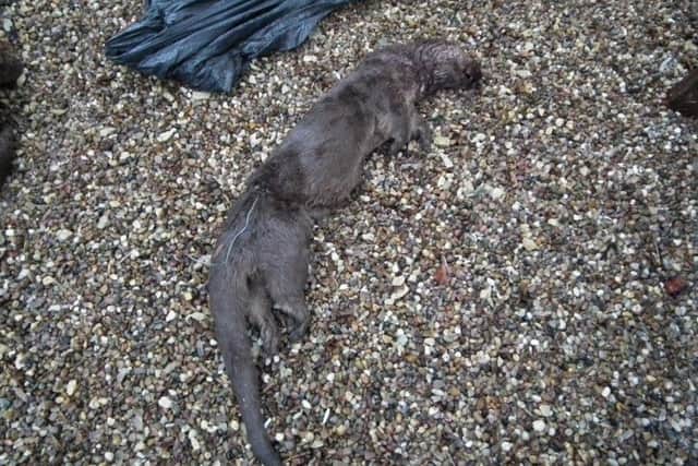 Two Otters have been found dead in the Tetford area.