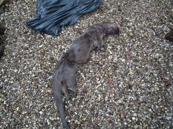 Two Otters have been found dead in the Tetford area.