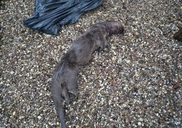 Two Otters have been found dead in the Tetford area.