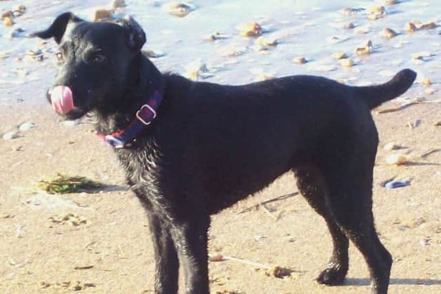 A dog ban is to continue on Chapel St Leonards beach.