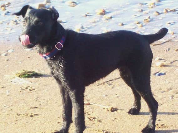 A dog ban is to continue on Chapel St Leonards beach.