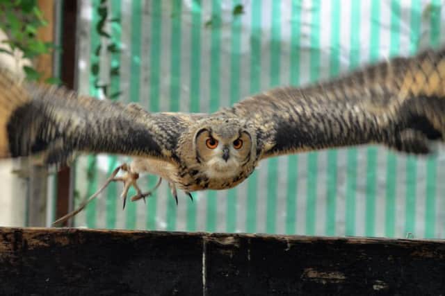 Majestic: Indian  owl teenager Murray only came out of his shell 12 weeks ago but he will be on of the stars in the flying displays at Baytree. Photo (TIM WILSON): SG250216-140TW