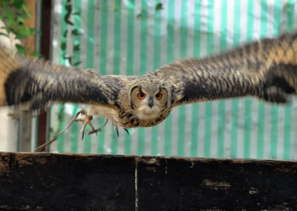 Majestic: Indian  owl teenager Murray only came out of his shell 12 weeks ago but he will be on of the stars in the flying displays at Baytree. Photo (TIM WILSON): SG250216-140TW