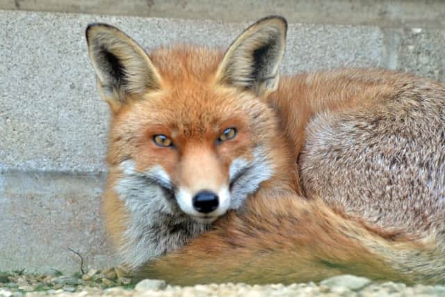 Foxy lady: Ruby the red fox will soon be joined by a cub. SG250216-145TW