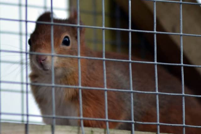 Red squirrels born at Baytree are repopulating the countryside. SG250216-148TW