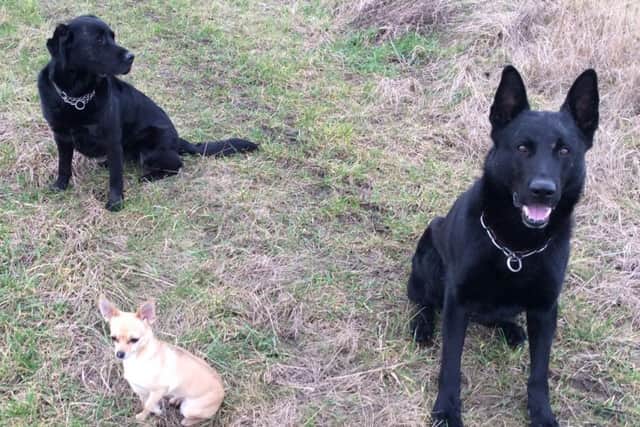 PD Falco with retired PD Jazz and family chihuahua, Minnie. Photo supplied by Lincolnshire Police.