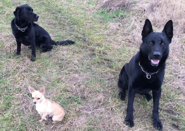 PD Falco with retired PD Jazz and family chihuahua, Minnie. Photo supplied by Lincolnshire Police.