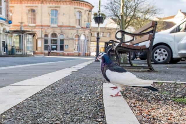 Percy the pigeon nin Horncastle Market Place EMN-160403-152427001
