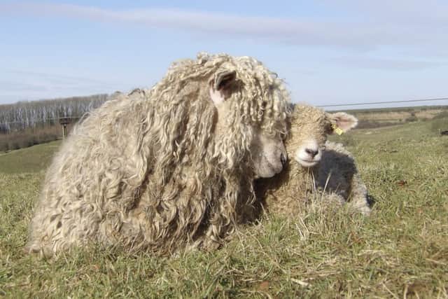 Mothering Sunday - the Risby Flock EMN-160803-093839001