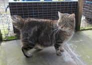 Bobtail EMN-160314-144725001