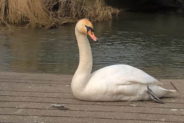 The swan at the centre of the controversy.