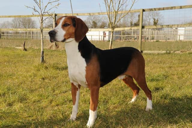 Top dog: Roland looking rather splendid.
