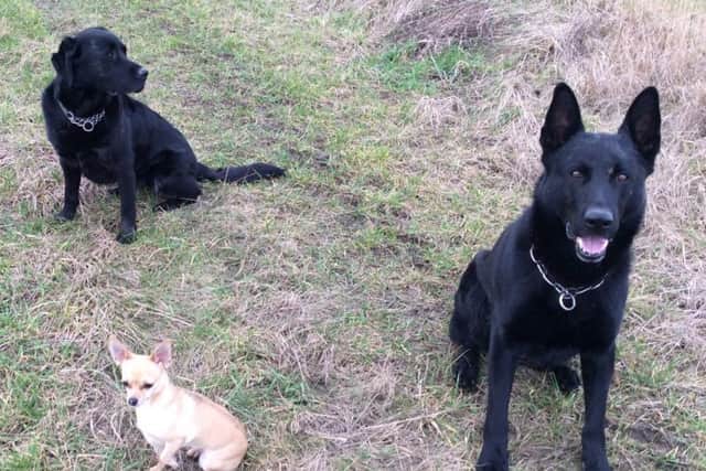 PD Falco (right) with retired PD Jazz and family chihuahua, Minnie. Photo supplied by Lincolnshire Police.