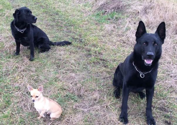 PD Falco (right) with retired PD Jazz and family chihuahua, Minnie. Photo supplied by Lincolnshire Police.