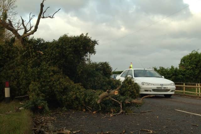 Beware of fallen trees on the roads