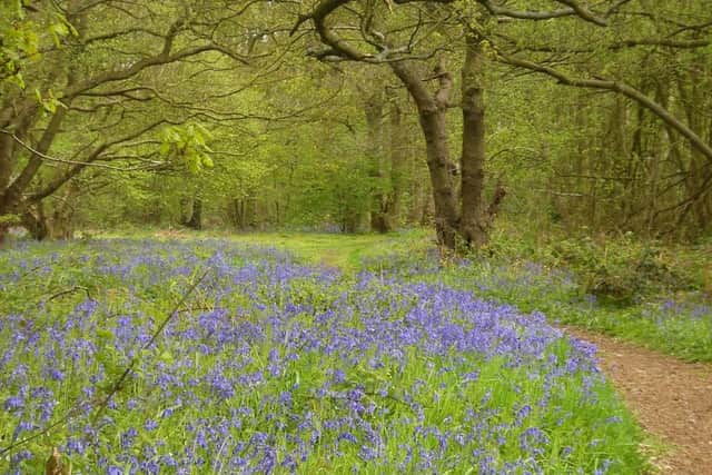 Bluebells in Tattershall Carrs Wood (photo by Katherine Jaiteh) EMN-160324-073827001