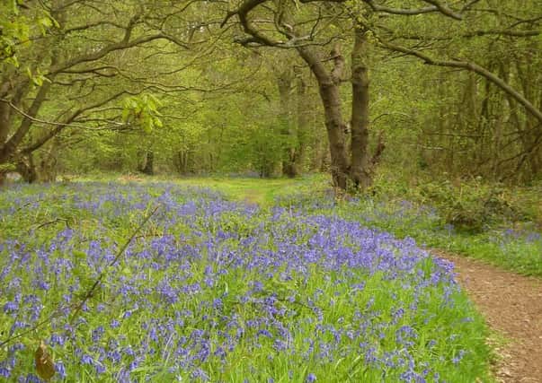 Bluebells in Tattershall Carrs Wood (photo by Katherine Jaiteh) EMN-160324-073827001