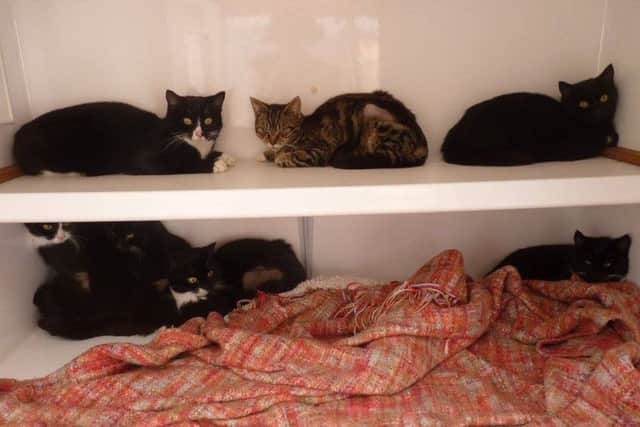Some 24 cats are believed to have been 'dumped' near Billinghay.