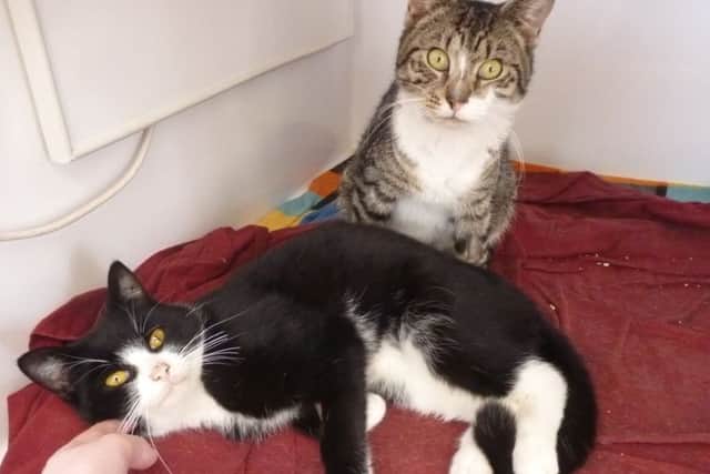 Some of the cats now in care at the Cats Protection League, Sleaford